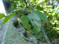 Schnella microstachya