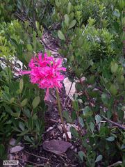 Nerine sarniensis