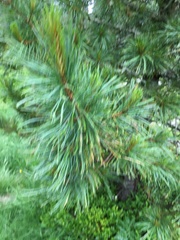 Pinus cembra