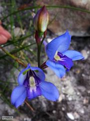 Disa graminifolia