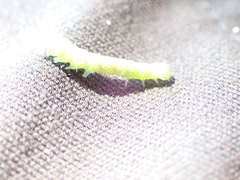 Orthosia cerasi