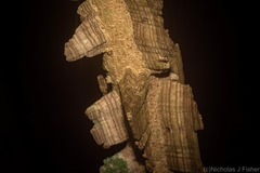 Mezoneuron brachycarpum