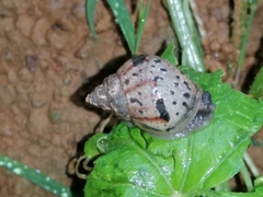 Lissachatina fulica