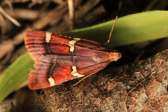 Pyralis cardinalis