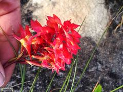 Disa ferruginea