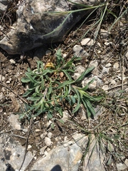Convolvulus cantabrica
