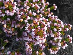 Erica curvirostris