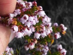 Erica curvirostris