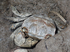 Orisarma neglectum