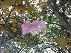 Tabebuia rosea