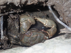 Orisarma neglectum