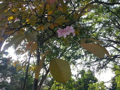 Tabebuia rosea