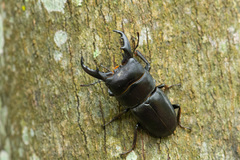 Serrognathus kyanrauensis