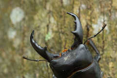 Serrognathus kyanrauensis