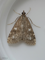 Udea olivalis