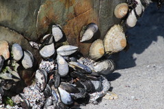 Scutellastra granularis