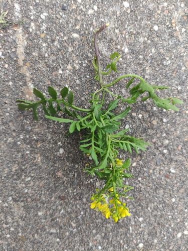 Miškinis čėriukas nuotrauka