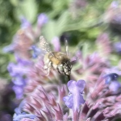 Anthophora quadrimaculata