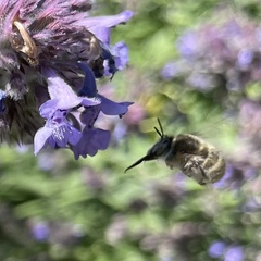 Anthophora quadrimaculata