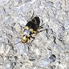 Pheropsophus javanus