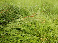 Carex appendiculata