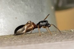 Leptorchestes berolinensis