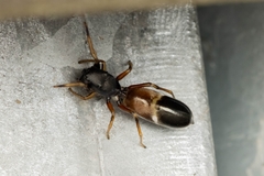 Leptorchestes berolinensis