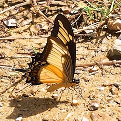 Heraclides androgeus