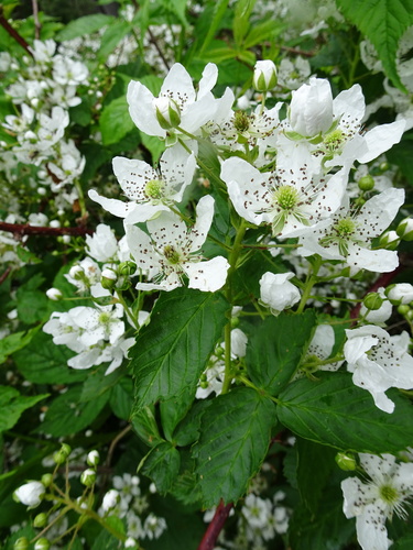 Rubus quaesitus