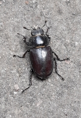Lucanus cervus