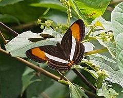 Adelpha cytherea marcia