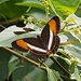 Adelpha cytherea marcia - Photo (c) shirdipam, some rights reserved (CC BY-NC), uploaded by shirdipam