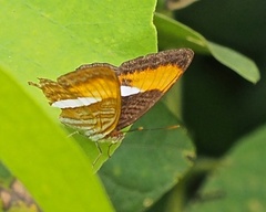Adelpha cytherea marcia