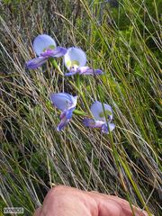 Disa graminifolia