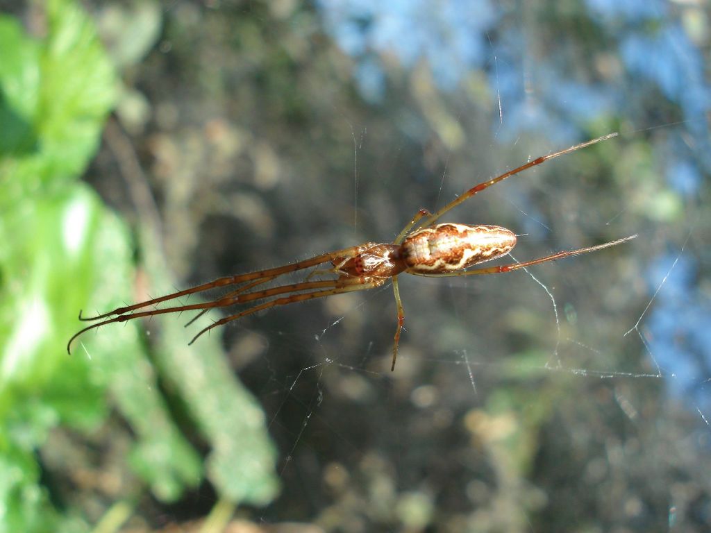 longjawed orb weavers