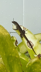 Anolis sagrei