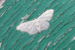 Idaea seriata