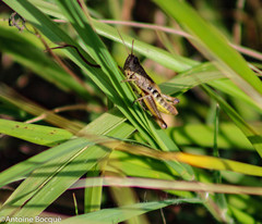 Pseudochorthippus parallelus