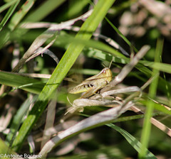 Pseudochorthippus parallelus
