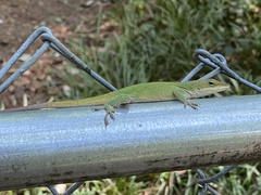 Anolis carolinensis