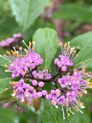 Magnoliopsida