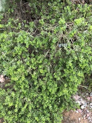 Baccharis conferta