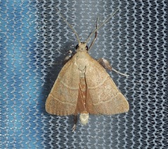 Parachma ochracealis