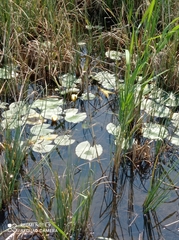 Nymphaea tetragona