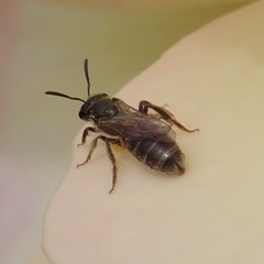 Lasioglossum