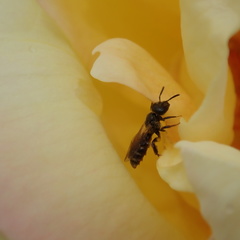 Lasioglossum