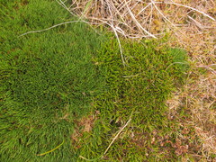 Oreobolus pectinatus