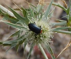 Heliotaurus ruficollis
