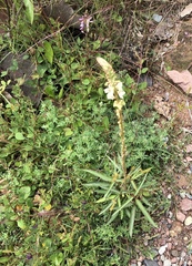 Desmodium macrostachyum