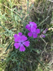Dianthus chinensis